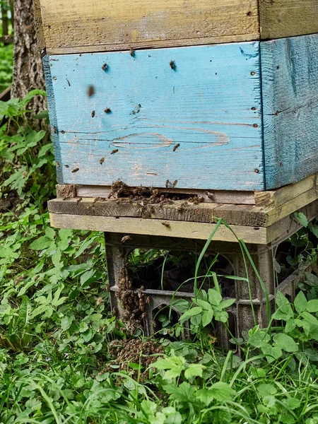Bees Working Hive Apiary — Stock Photo, Image