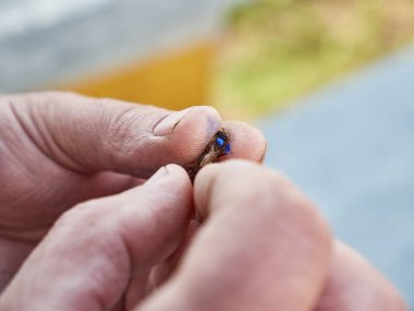 Arı tutan bir ele yaklaş