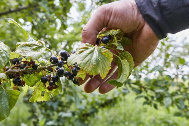 Bahçede frenk üzümlü adam eli. 