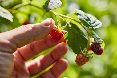 Bahçeden elle olgun ahududu topluyorum. 