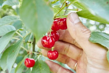 Ellerin olgun kiraz meyvelerini tutuyor.