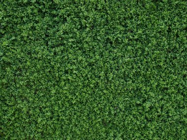 yeşil bitkilerin doku arkaplanı