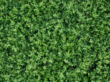 Yeşil yaprak dokusu arkaplanı