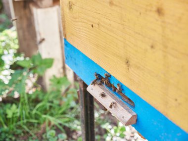 Tarım, arı kovanındaki arılar, yaklaşın.