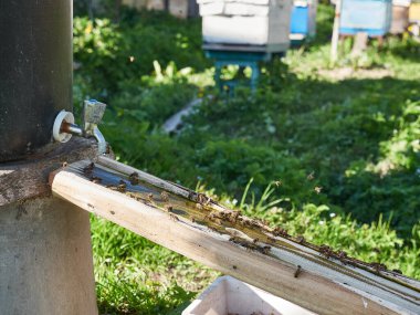 Tarım, arı kovanındaki arılar, yaklaşın.