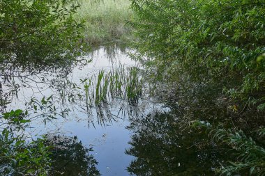 Ormandaki nehrin güzel manzarası