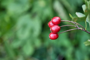 Bahçedeki bir dalda kırmızı meyveler