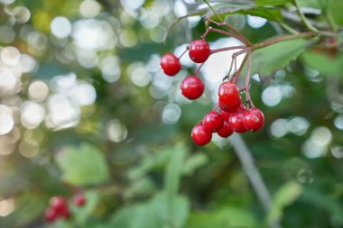 Bahçedeki bir dalda kırmızı meyveler