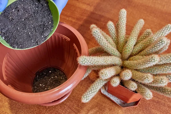 Közelkép Kaktuszt Ültet Egy Edénybe — Stock Fotó