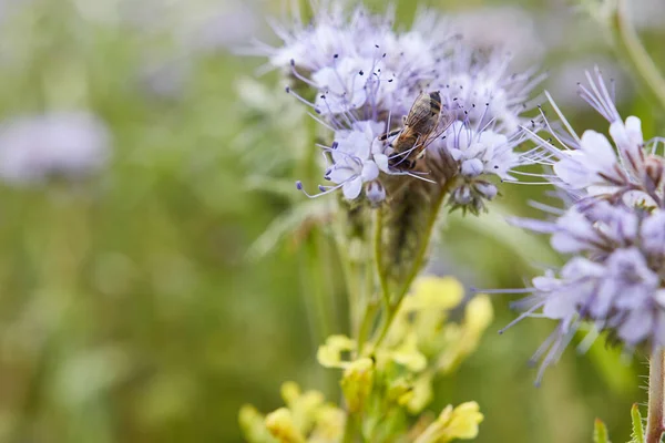 Abeja Una Flor Verano Cerca — Foto de Stock