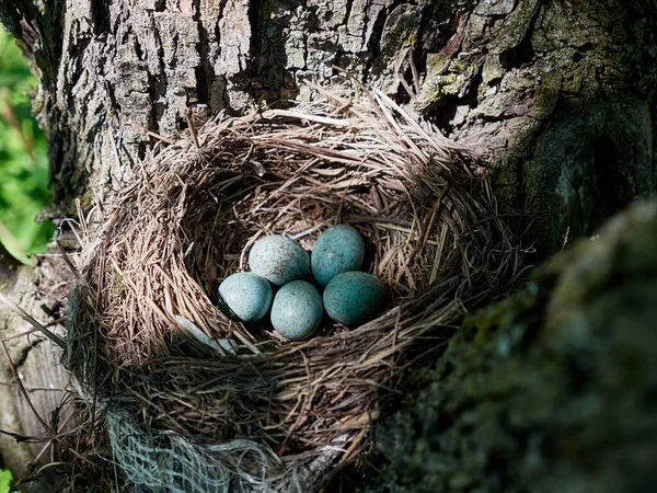 Птичье Гнездо Лесу — стоковое фото