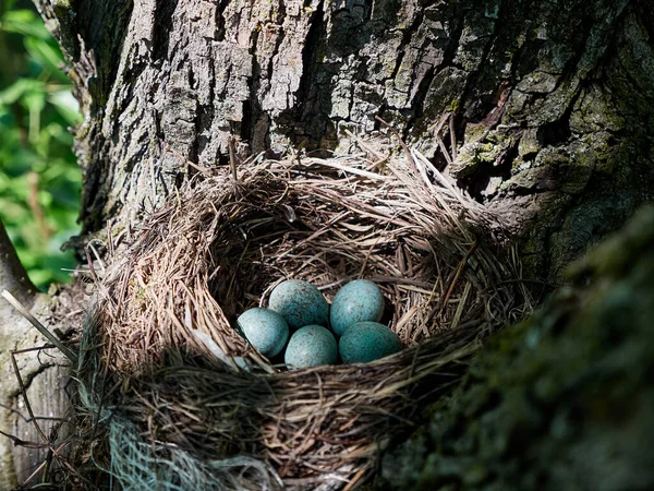 Vogelnest Het Bos — Stockfoto