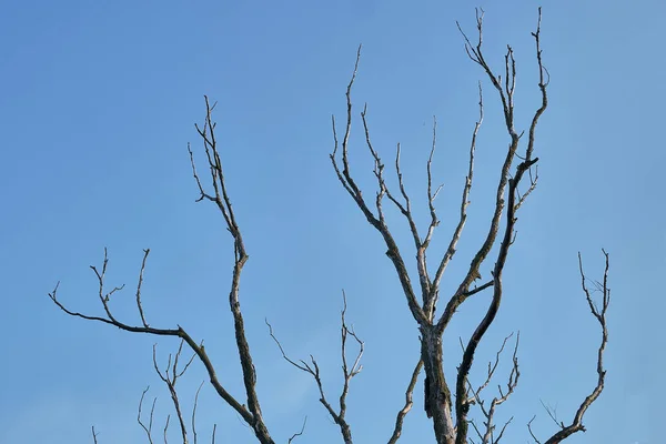 Trädgrenar Flora Och Natur — Stockfoto