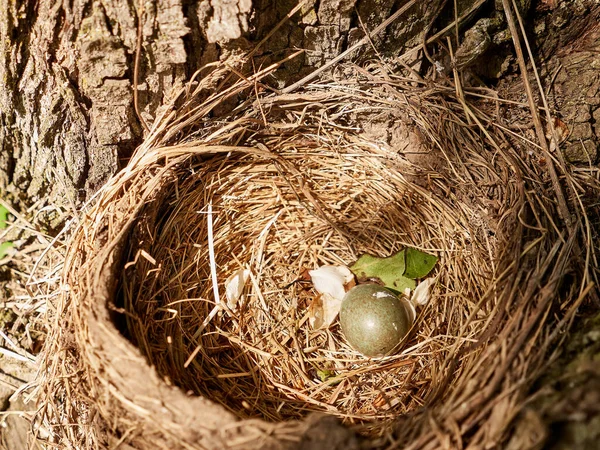 Ağaçların arasında yumurtalı bir ardıç kuşu yuvası var..