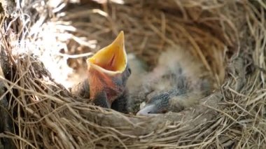 Yuvada oturan yeni doğmuş karatavuk yavruları yiyecek bulmak için gagalarını sonuna kadar açarlar. Doğal seleksiyon ve vahşi doğadaki karatavukların yaşamı.