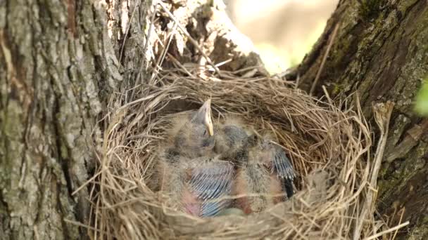 Newborn Blackbird Chicks Sitting Nest Open Beaks Wide Search Food — Stockvideo