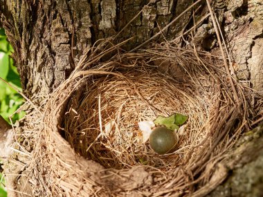 Ağaçların arasında yumurtalı bir ardıç kuşu yuvası var..