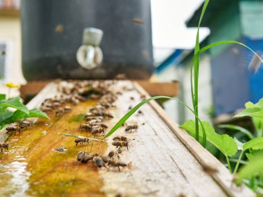 Arılar arıdaki bir içme kabından su içerler. Arılarla ilgilenin ve çalışın. Bal yapıyorum. Görüntü.