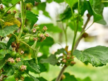 Olgunlaşmamış üzümlerin oluşumu ve büyümesi. Bahçıvanlık. Böğürtlen yetiştirip büyütmek.