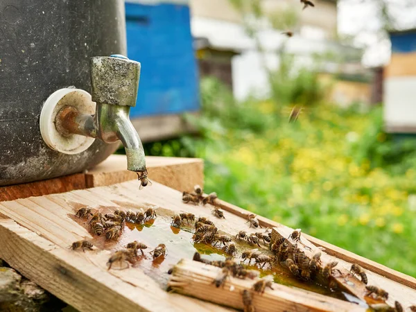 Pszczoły Piją Wodę Miski Pasiece Opieka Praca Pszczołami Robię Miód — Zdjęcie stockowe