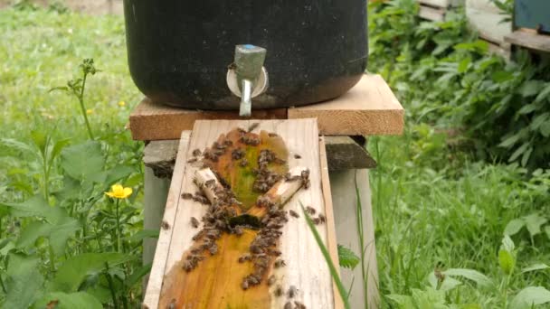 Api Bevono Acqua Una Ciotola Apiario Cura Lavoro Con Api — Video Stock