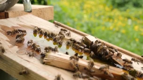 Pszczoły Piją Wodę Miski Pasiece Opieka Praca Pszczołami Robię Miód — Wideo stockowe