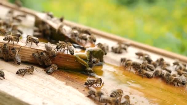 벌들은 양봉원에서 음료수 그릇에서 마신다 돌보고 다루는 만든다 추측하다 — 비디오