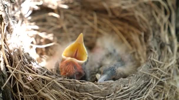Newborn Blackbird Chicks Sitting Nest Open Beaks Wide Search Food — Vídeo de Stock