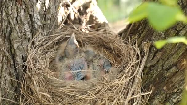 Newborn Blackbird Chicks Sitting Nest Open Beaks Wide Search Food — Vídeo de Stock