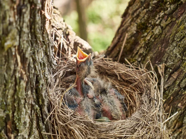 Pasgeboren Merel Kuikens Zitten Het Nest Open Hun Snavels Wijd — Stockfoto