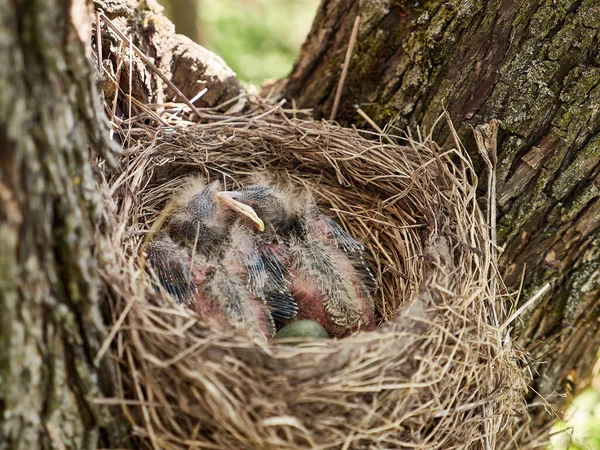 Nest Met Pasgeboren Merel Kuikens Natuurlijke Selectie Leven Van Merels — Stockfoto