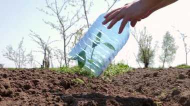 Protect the plant from frost and sunburn with a plastic bottle. Greenhouse effect for growing plants.