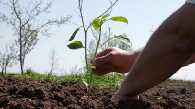 Hazırlanmış toprağa biber tohumları ekiyorum. Biberin bakımı ve yetiştirilmesi.