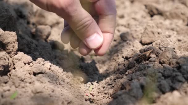 Plantera Gurkfrön Den Preparerade Jorden Skötsel Och Odling Gurkor — Stockvideo