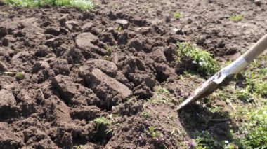 Kürekle el tarlası. Bahar ekini.