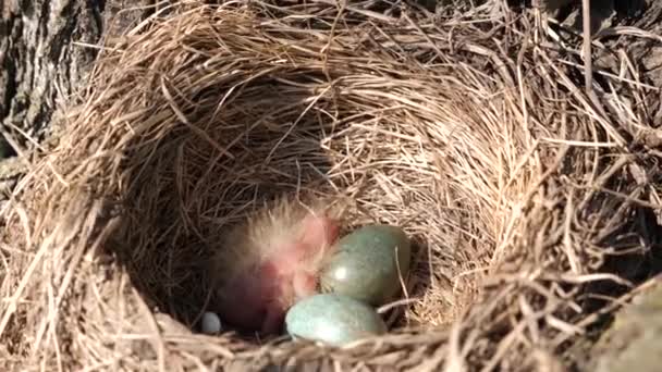Blackbird Nest Eggs Newly Hatched Bird Thickets Hatching Eggs Birth — ストック動画