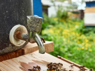 Arılar arıdaki bir içme kabından su içerler. Arılarla ilgilenin ve çalışın. Bal yapıyorum. Görüntü.