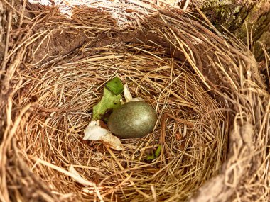 Ağaçların arasında yumurtalı bir ardıç kuşu yuvası var..