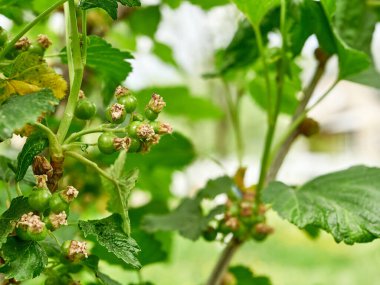 Olgunlaşmamış üzümlerin oluşumu ve büyümesi. Bahçıvanlık. Böğürtlen yetiştirip büyütmek.