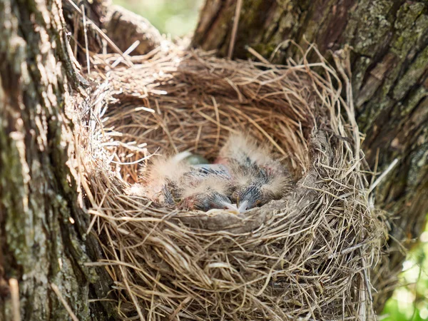 Nest Newborn Blackbird Chicks Egg Natural Selection Life Blackbirds Wild — Photo