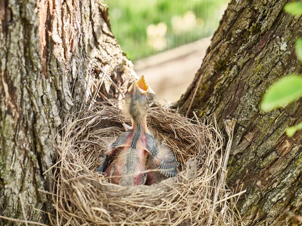 Новорожденные Птенцы Дрозда Сидящие Гнезде Широко Раскрывают Клювы Поисках Пищи — стоковое фото