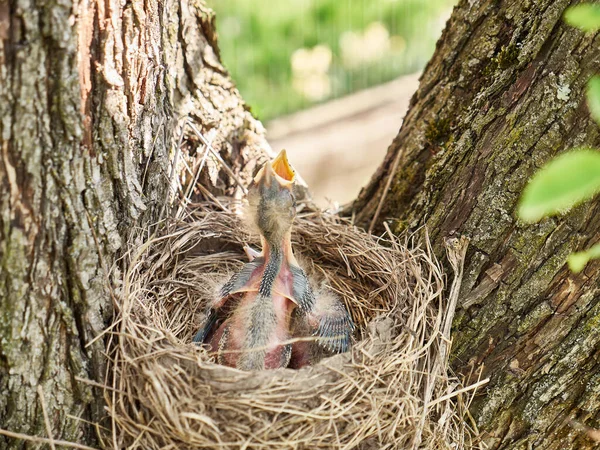 Pasgeboren Merel Kuikens Zitten Het Nest Open Hun Snavels Wijd — Stockfoto