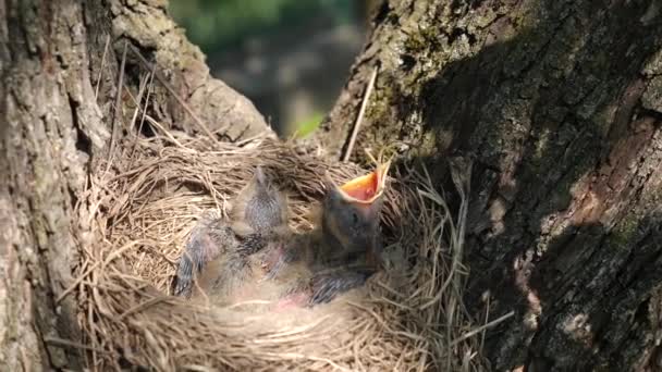 巣の中に座っている新生児の黒鳥の雛は 食べ物を求めて広くくちばしを開きます 野生の黒鳥の自然選択と生活 — ストック動画