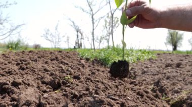 Hazırlanmış toprağa biber tohumları ekiyorum. Biberin bakımı ve yetiştirilmesi.