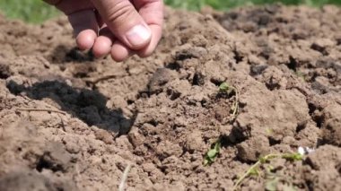 Toprağa salatalık tohumu ekiyorum. Salatalık yetiştirme ve yetiştirme.