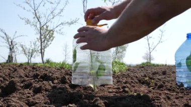 Protect the plant from frost and sunburn with a plastic bottle. Greenhouse effect for growing plants.