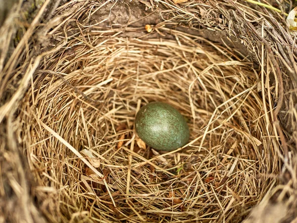 Nid Grives Avec Des Œufs Est Laissé Parmi Les Fourrés — Photo