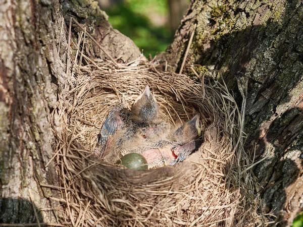 Nest Newborn Blackbird Chicks Egg Natural Selection Life Blackbirds Wild — Stockfoto
