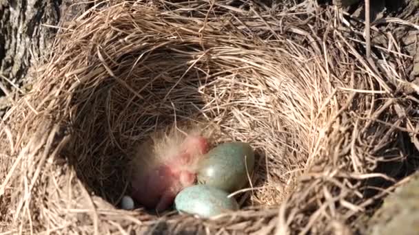 Nid Merle Avec Des Œufs Oiseau Nouvellement Éclos Dans Les — Video