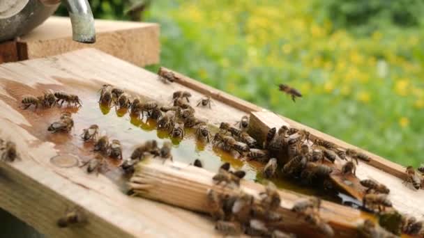 Api Bevono Acqua Una Ciotola Apiario Cura Lavoro Con Api — Video Stock